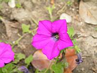 Petunia 'WonderWave Lavender' (2) (Photo F. Mrugala)
